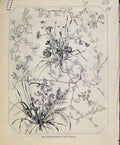Original Old Antique Print Flower Groups Braun Art Union C1847 Fine Art 19th