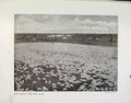Old Antique Print Sheep Raising New South Wales London Docks Photographs