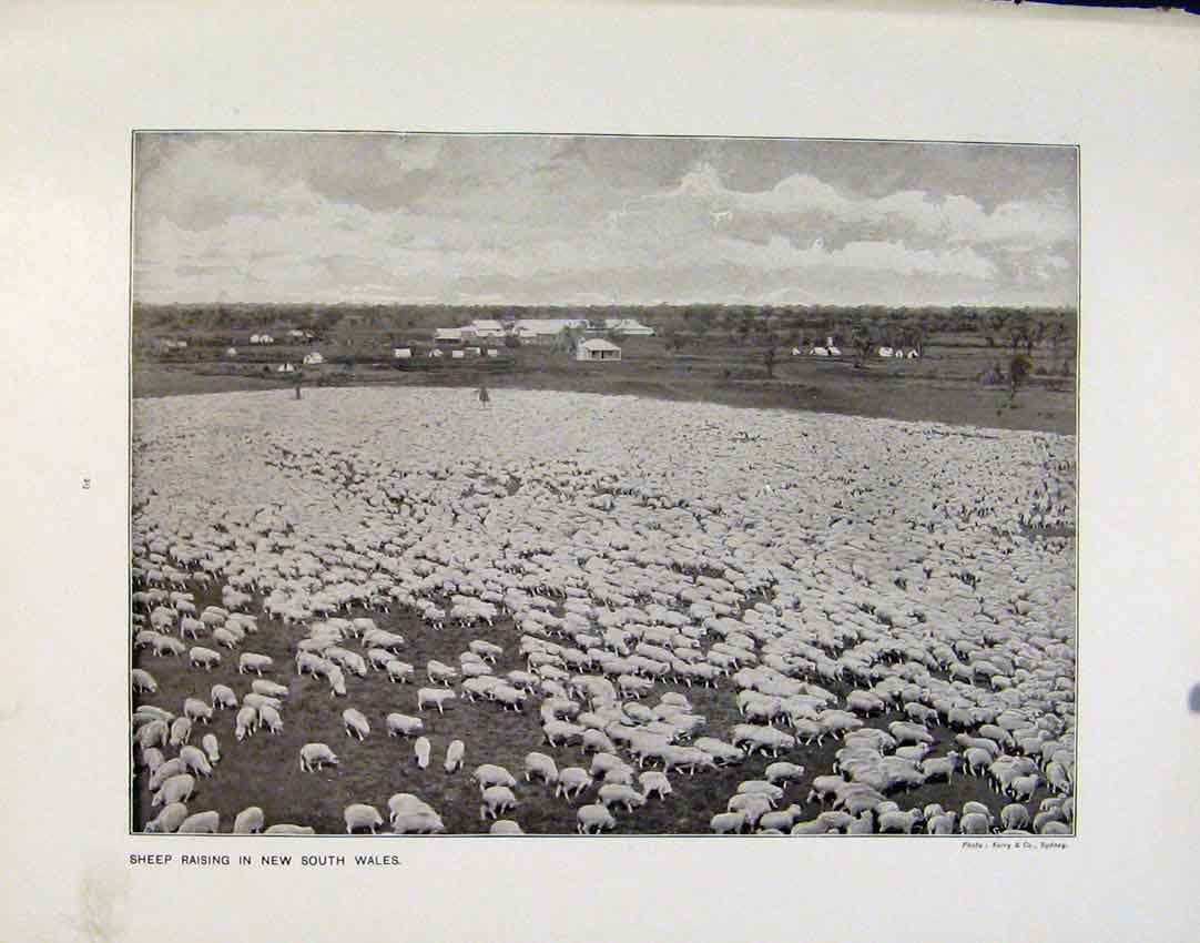 Old Antique Print Sheep Raising New South Wales London Docks Photographs