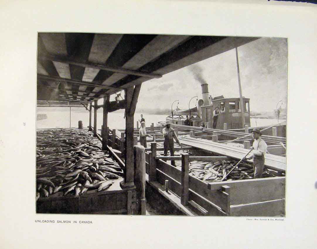 Original Old Antique Print Unloading Salmon Canada Canning Salmon Photographs