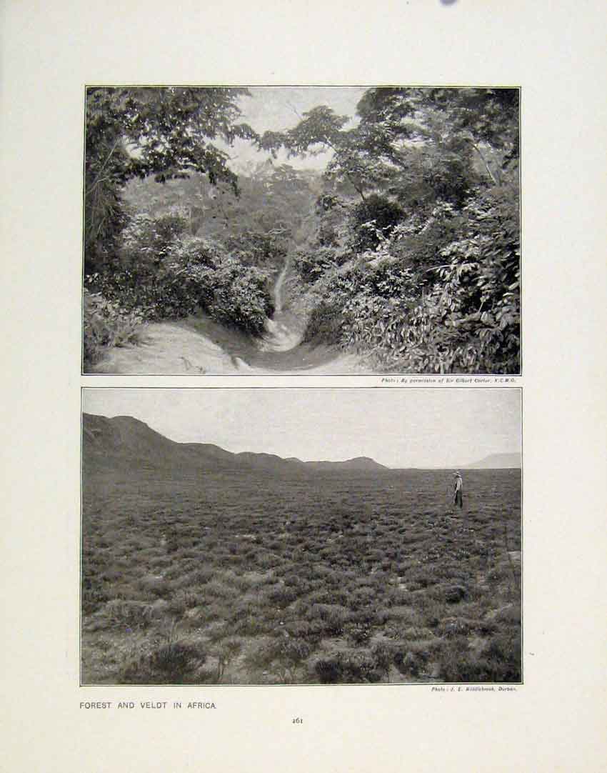 Old Antique Print Forest Veldt Africa Barron Falls Queensland Photograph