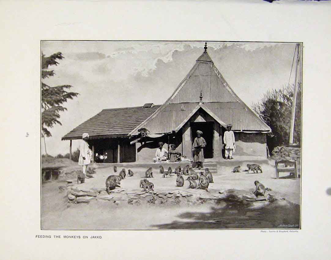 Old Antique Print Feeding Monkeys Jakko St Patricks Day Geelong Ontario
