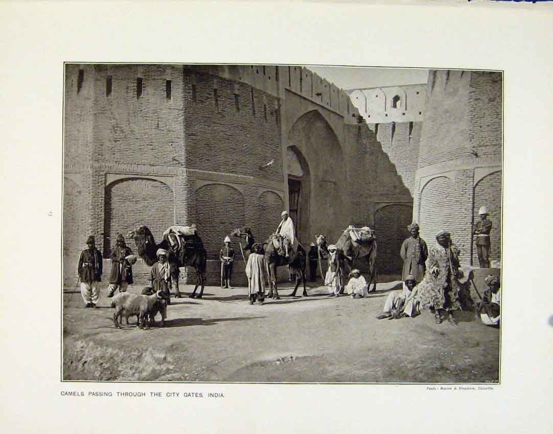 Original Old Antique Print Camels Passing Through India Departure Campania Rms