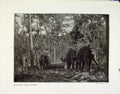Original Old Antique Print Elephant Tandem Colombo Harvet Home Darling Downs