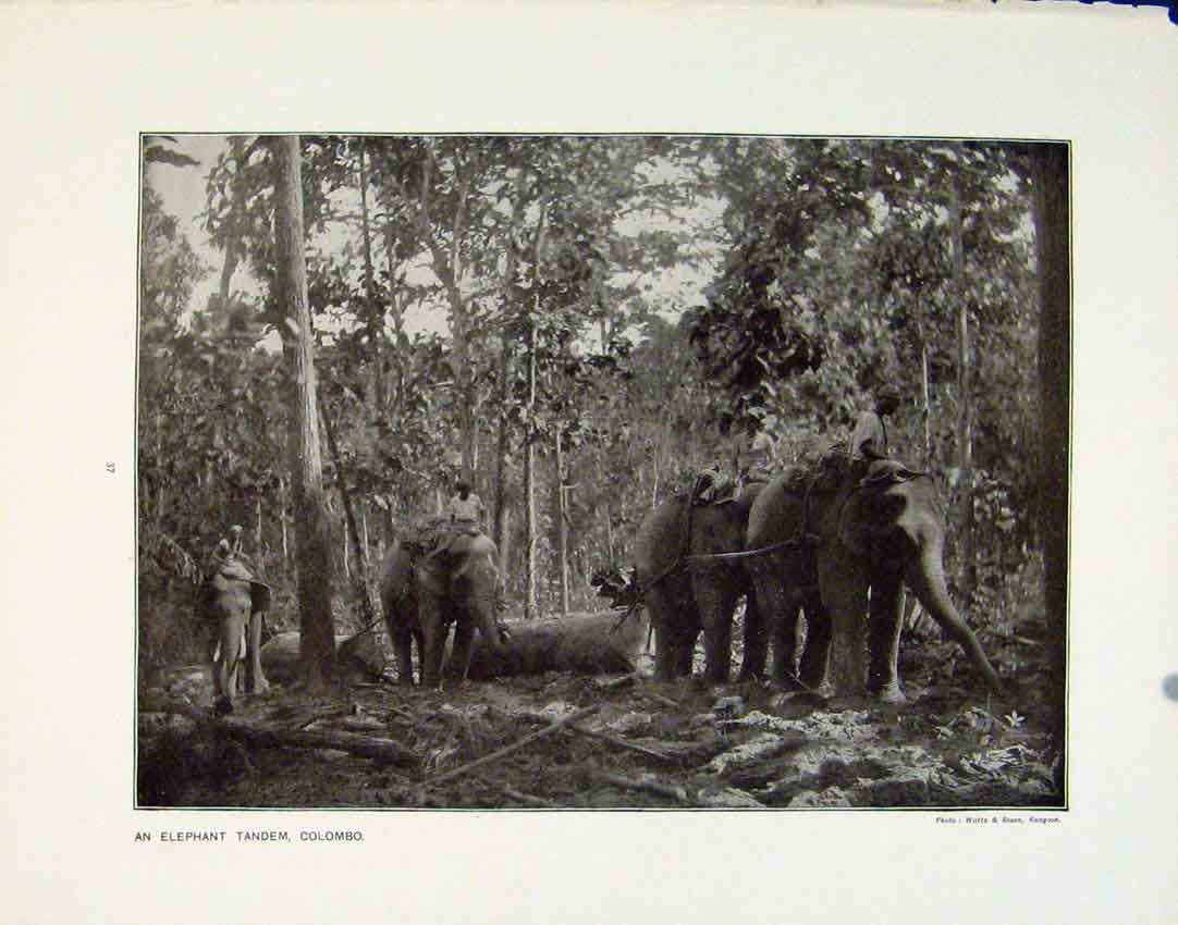 Original Old Antique Print Elephant Tandem Colombo Harvet Home Darling Downs