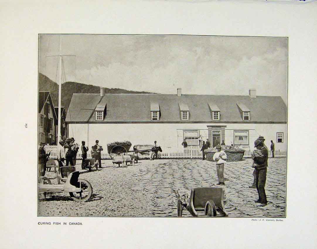 Original Old Antique Print Curing Fish Canada England Cotton Mill Photographs