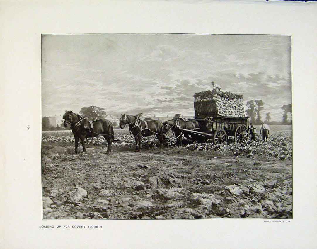 Original Old Antique Print Loading Up Covent Garden Tribute Rofest Photo C1911