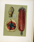 Original Old Antique Print Queen Marys Seal Tricoloured Cockade C1893 Victorian