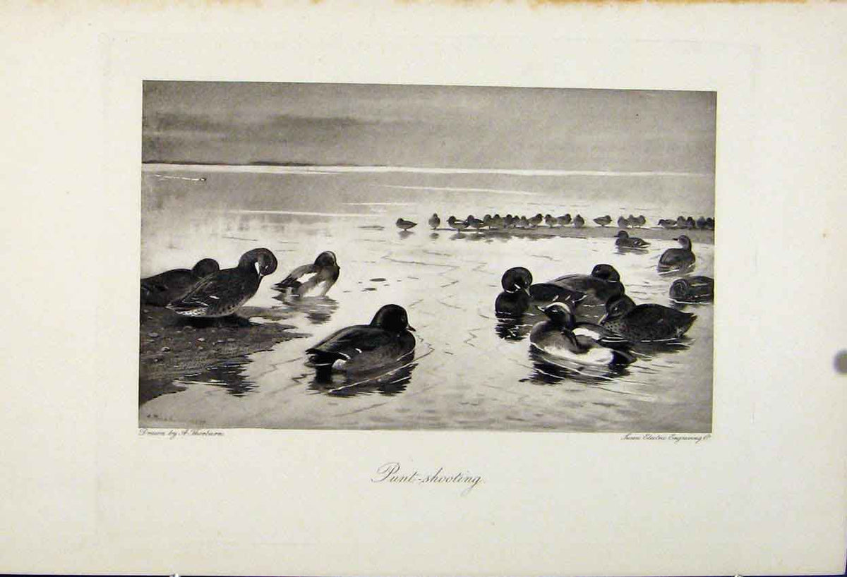 Original Old Antique Print Shooting The Encyclopedia Sport Brids C1898 Victorian