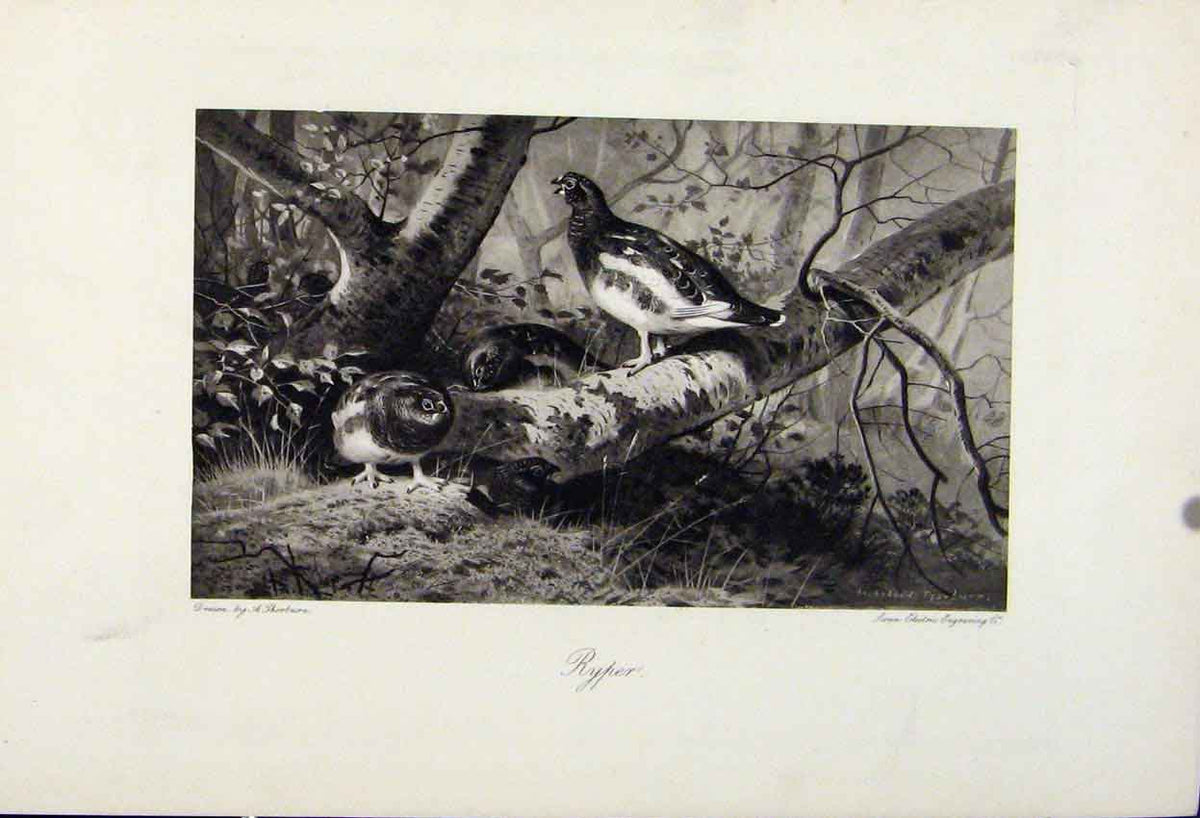 Original Old Antique Print Ryper Birds Animals The Encyclopedia Sport