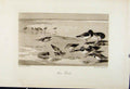 Original Old Antique Print Shore Birds Animals Sea Side The Encyclopedia Sport