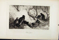 Original Old Antique Print Black Game Birds C1898 The Encyclopedia Sport 19th