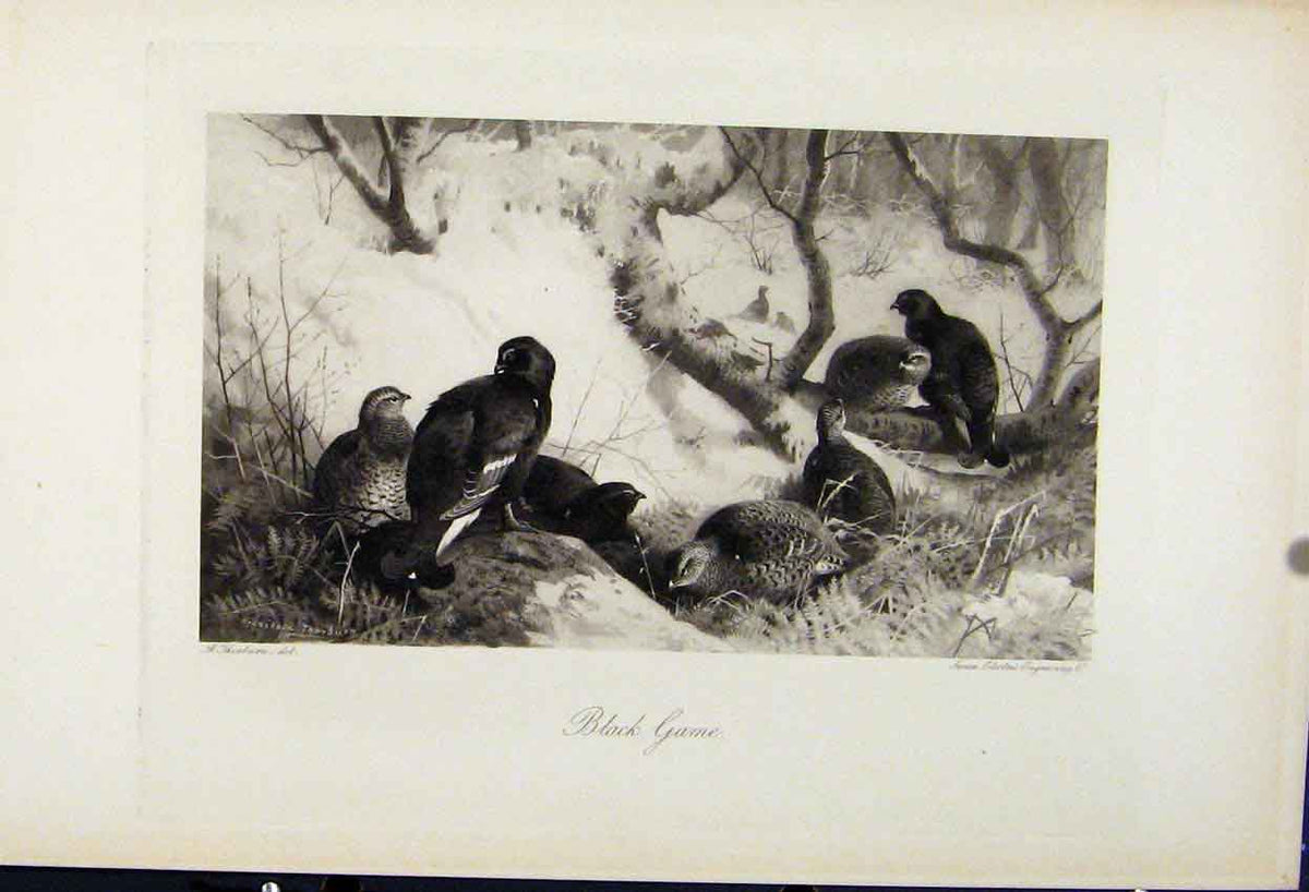Original Old Antique Print Black Game Birds C1898 The Encyclopedia Sport 19th