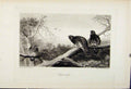Original Old Antique Print Capercailzie The Encyclopedia Sport Birds C1898 Art