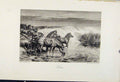 Original Old Antique Print The Encyclopedia Sport Zebra Animal