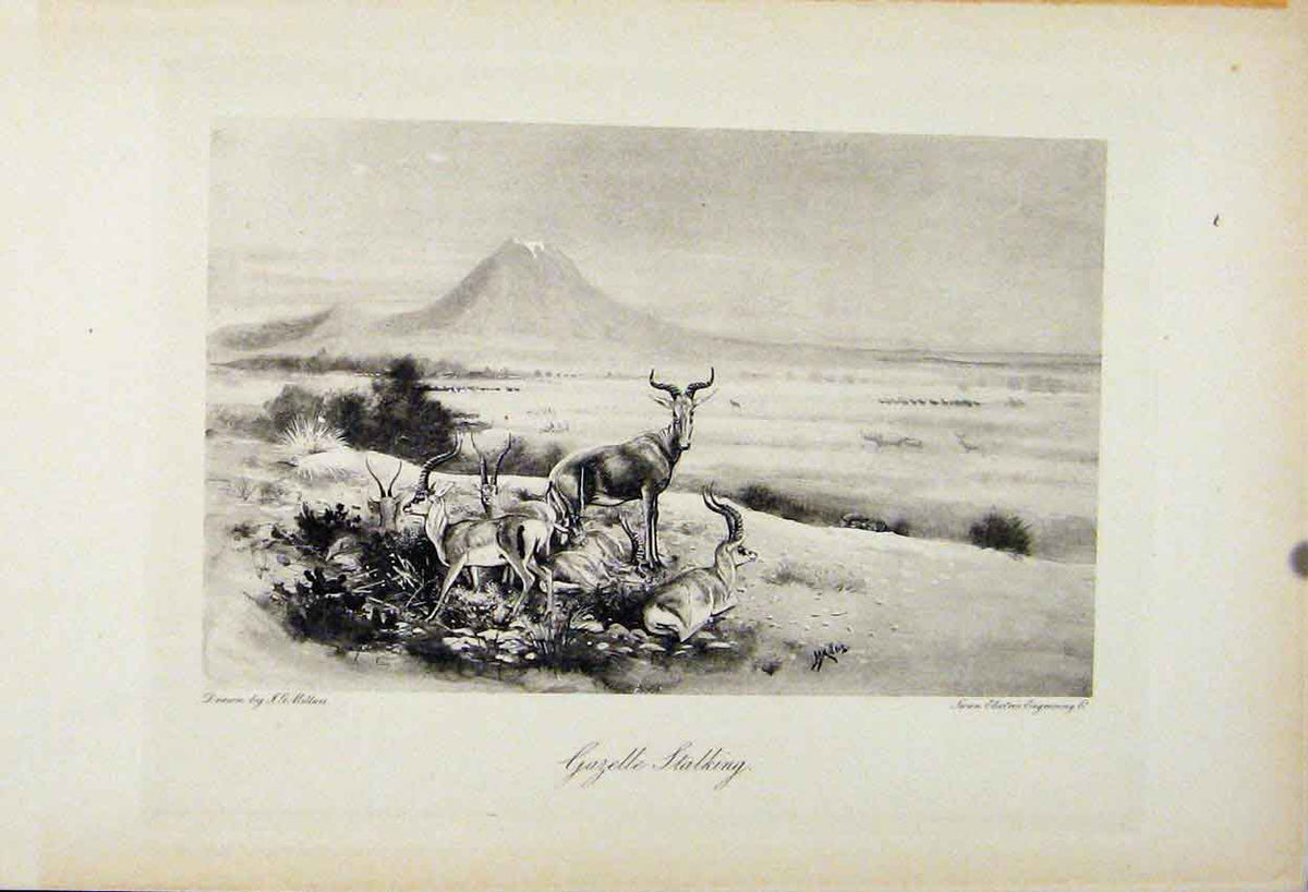 Original Old Antique Print Gazelle Stalking The Encyclopedia Sport Animal Art