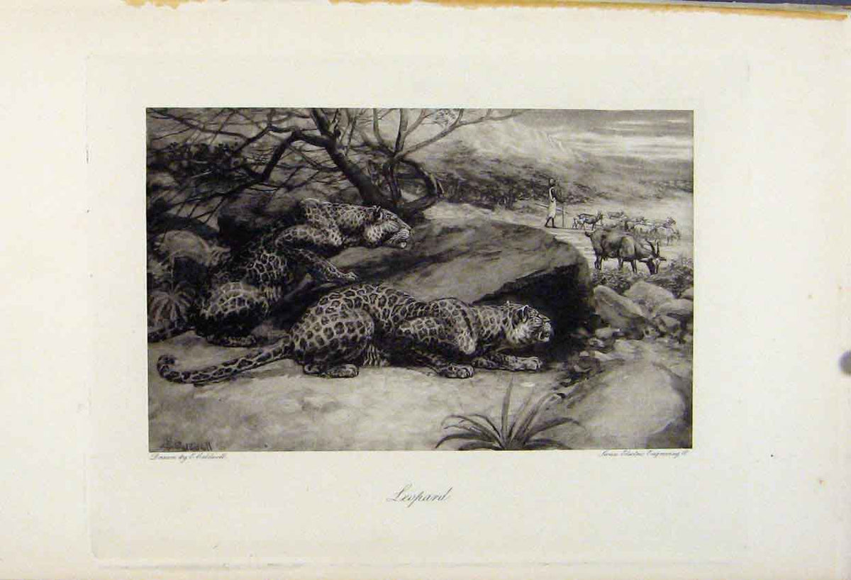 Original Old Antique Print Wild Cat Leopard C1898 The Encyclopedia Sport 19th