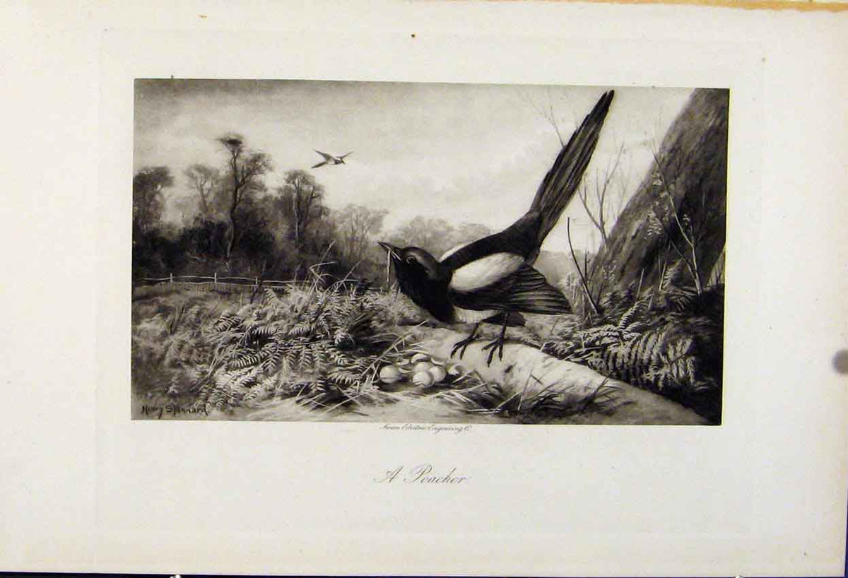 Original Old Antique Print Birds Poacher The Encyclopedia Sport C1898 Hunting