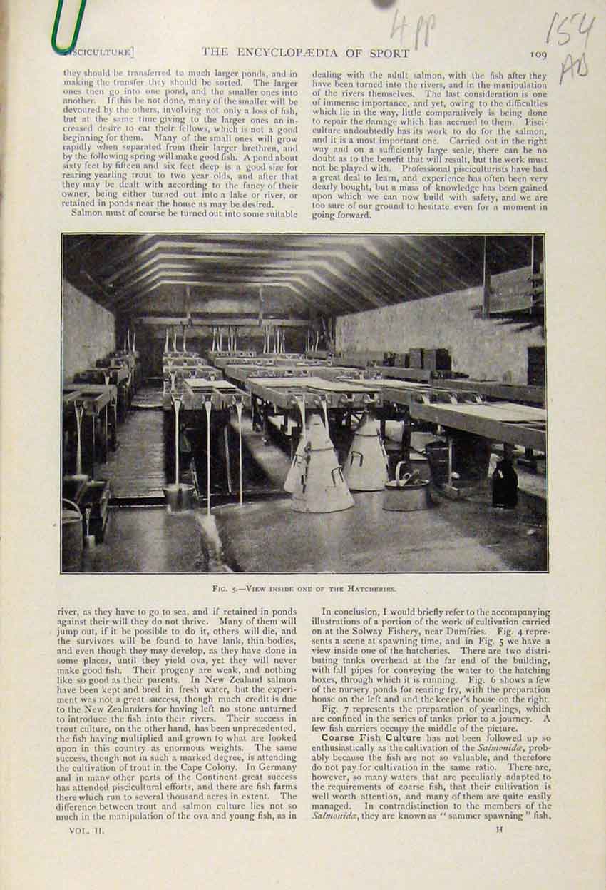 Original Old Antique Print Inside Hatcheries C1898 Art 19th Century