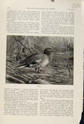 Original Old Antique Print Wigeon Birds The Encyclopedia Sport
