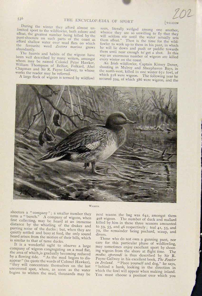 Original Old Antique Print Wigeon Birds The Encyclopedia Sport