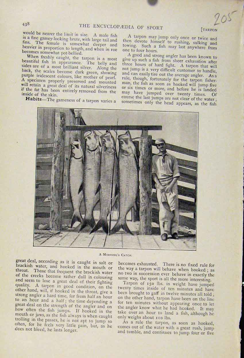 Original Old Antique Print The Encyclopedia Sport Mornings Catch C1898 Victorian
