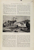 Original Old Antique Print Reindeers Haunts C1898 The Encyclopedia Sport 19th