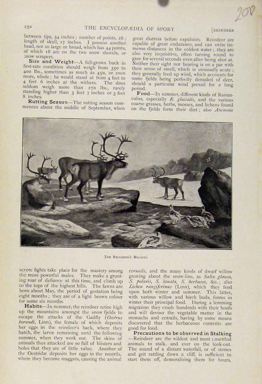 Original Old Antique Print Reindeers Haunts C1898 The Encyclopedia Sport 19th