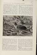 Original Old Antique Print Sparrowhawk Partridges The Encyclopedia Sport