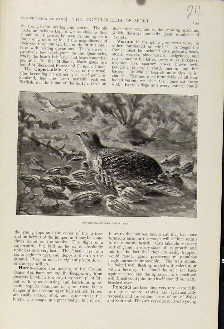 Original Old Antique Print Sparrowhawk Partridges The Encyclopedia Sport