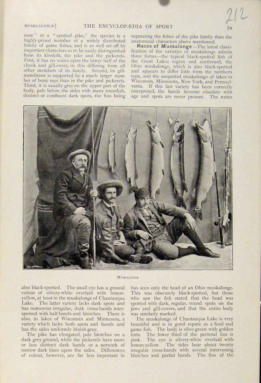 Original Old Antique Print Muskalonge C1898The Encyclopedia Sport 19th