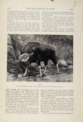 Original Old Antique Print Gaur Bull The Encyclopedia Sport Animals C1898 19th