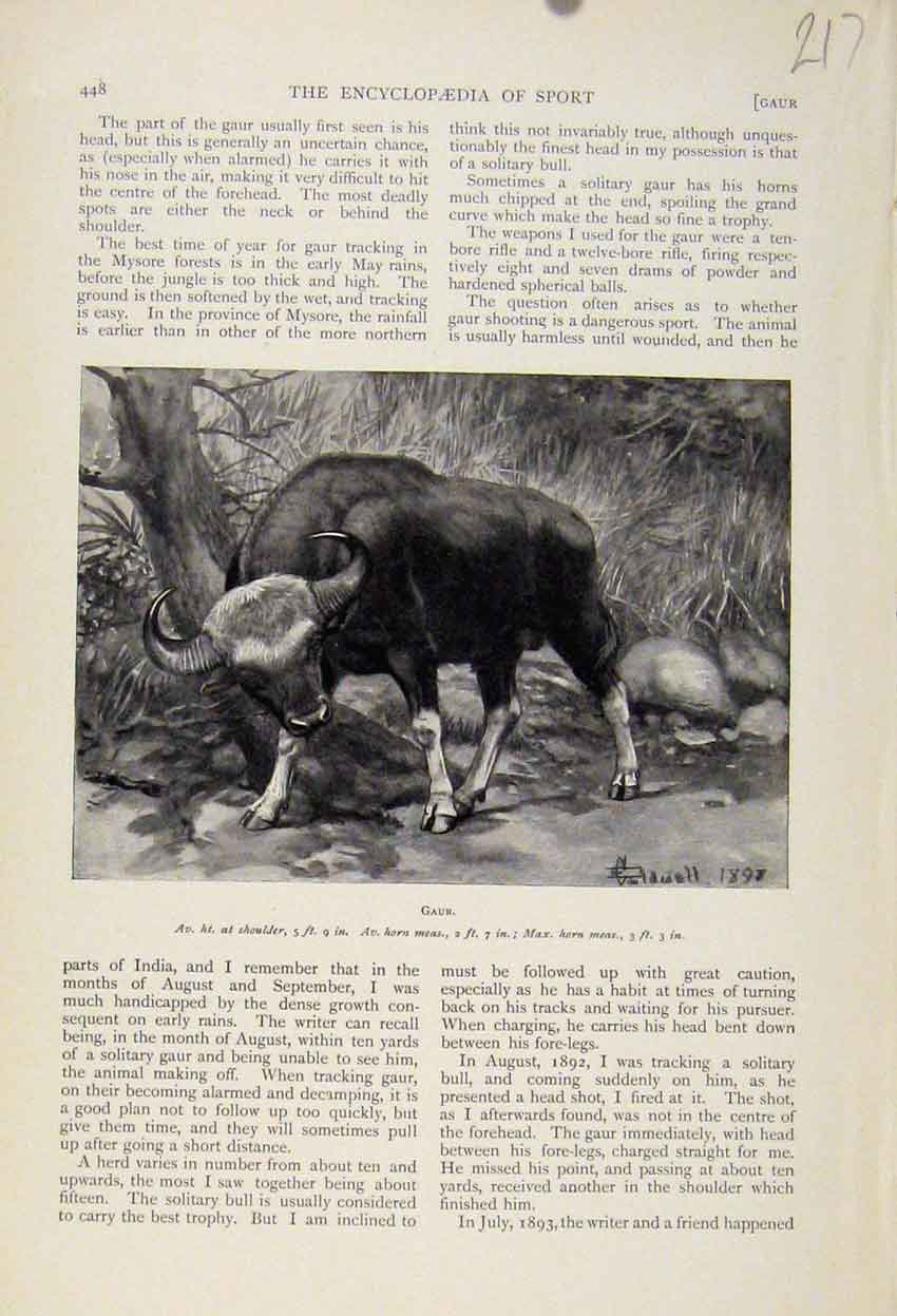 Original Old Antique Print Gaur Bull The Encyclopedia Sport Animals C1898 19th