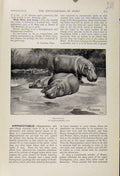 Original Old Antique Print Animals Hippopotamus C1898 The Encyclopedia Sport