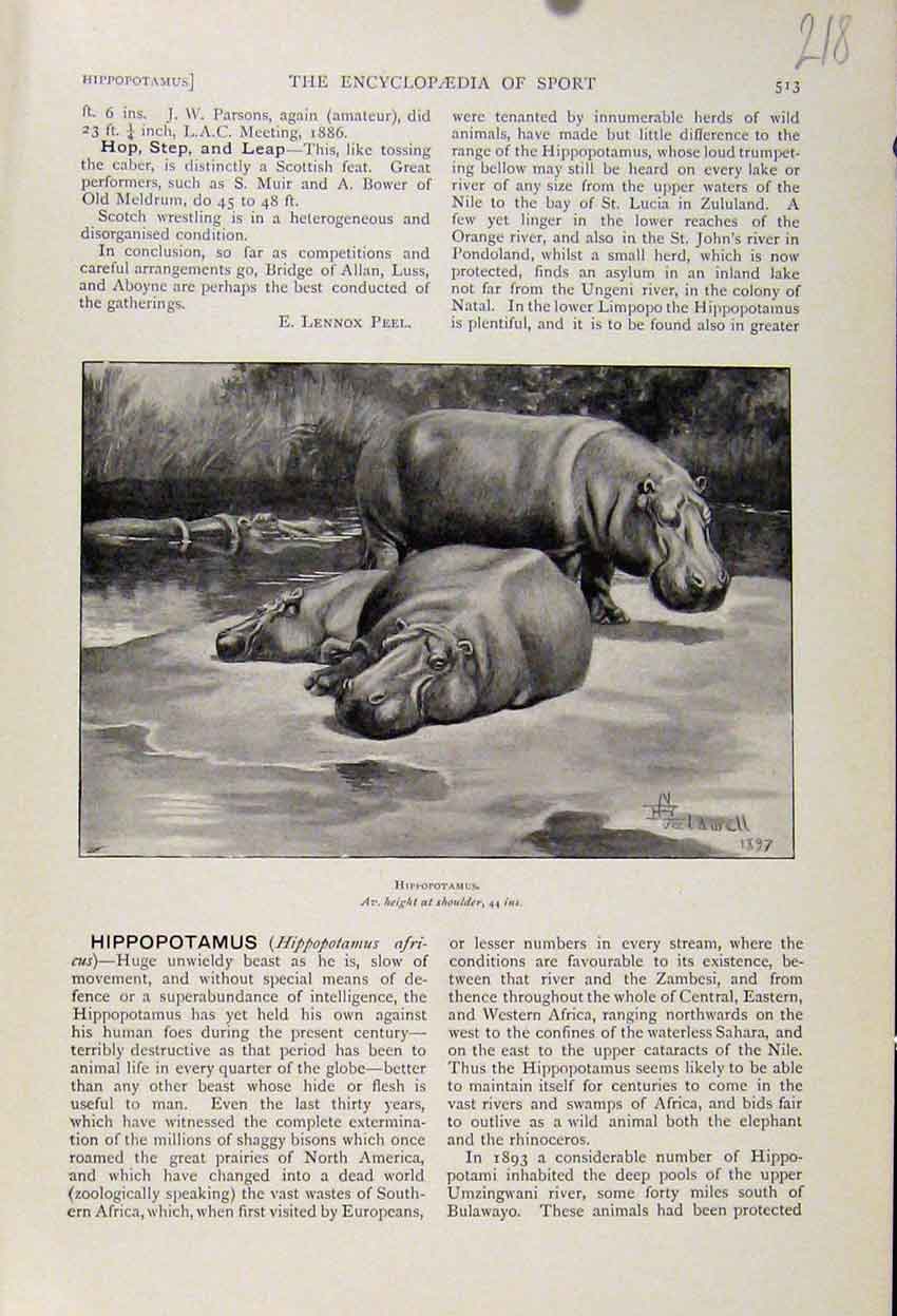 Original Old Antique Print Animals Hippopotamus C1898 The Encyclopedia Sport