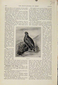 Original Old Antique Print Grouse Birds Fine At Enclopedia Art 20th Century