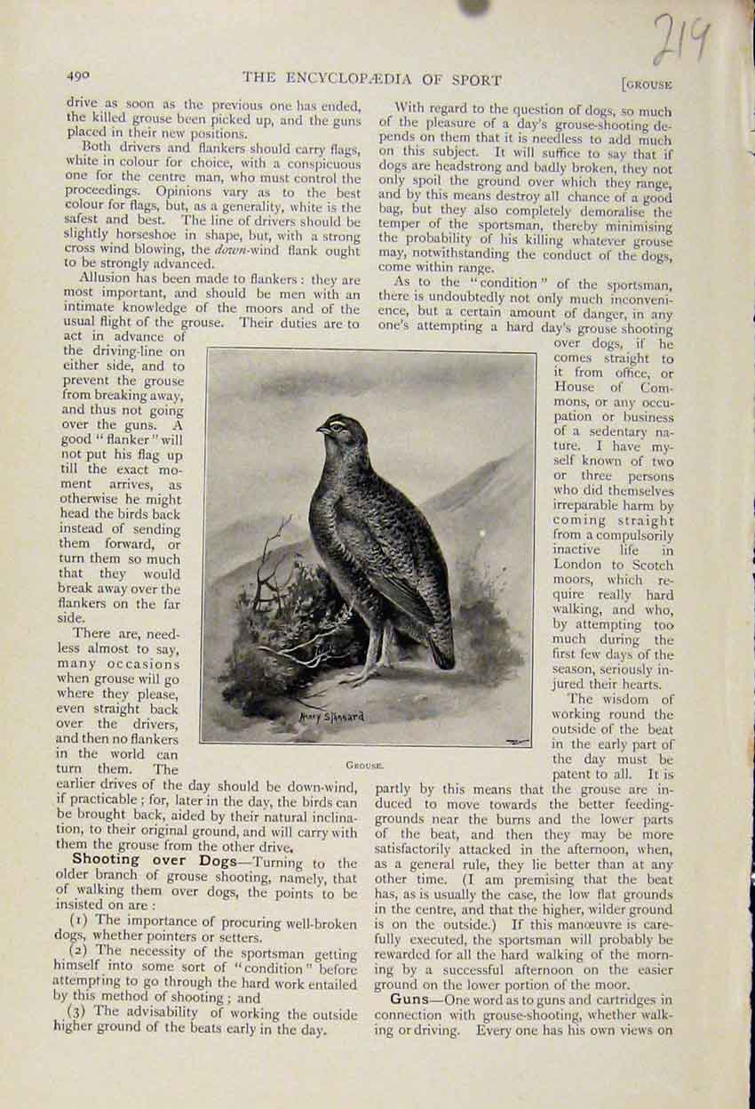 Original Old Antique Print Grouse Birds Fine At Enclopedia Art 20th Century