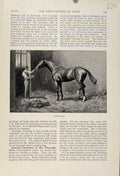 Original Old Antique Print Thoroughbred Horse The Encyclopedia Sport