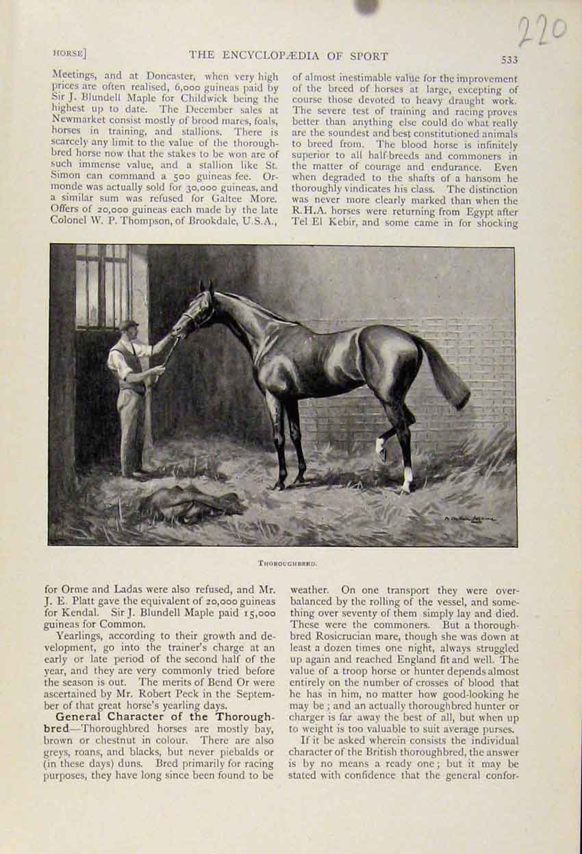 Original Old Antique Print Thoroughbred Horse The Encyclopedia Sport