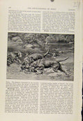 Original Old Antique Print Dogs Hunting River The Encyclopedia Sport
