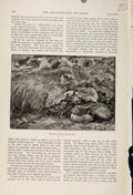 Original Old Antique Print Rabbit Hiding From Hunting Dogs C1898 Art Victorian
