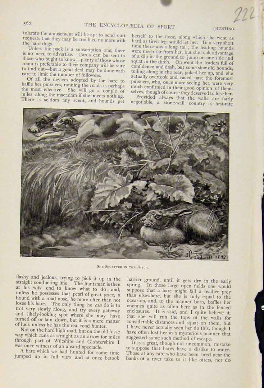 Original Old Antique Print Rabbit Hiding From Hunting Dogs C1898 Art Victorian