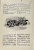 Original Old Antique Print Jaguar Cat Hunting The Encyclopedia Sport C1898 Art