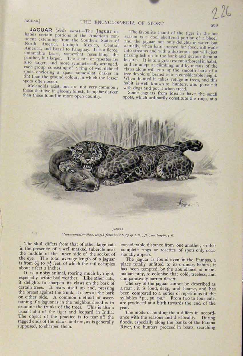 Original Old Antique Print Jaguar Cat Hunting The Encyclopedia Sport C1898 Art