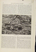 Original Old Antique Print Hiding Cunning Stag The Encyclopedia Sport C1898 19th