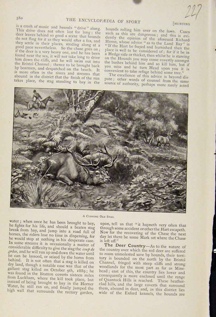 Original Old Antique Print Hiding Cunning Stag The Encyclopedia Sport C1898 19th