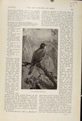 Original Old Antique Print Young Female Peregrine Bird Fine Art 1898 Victorian