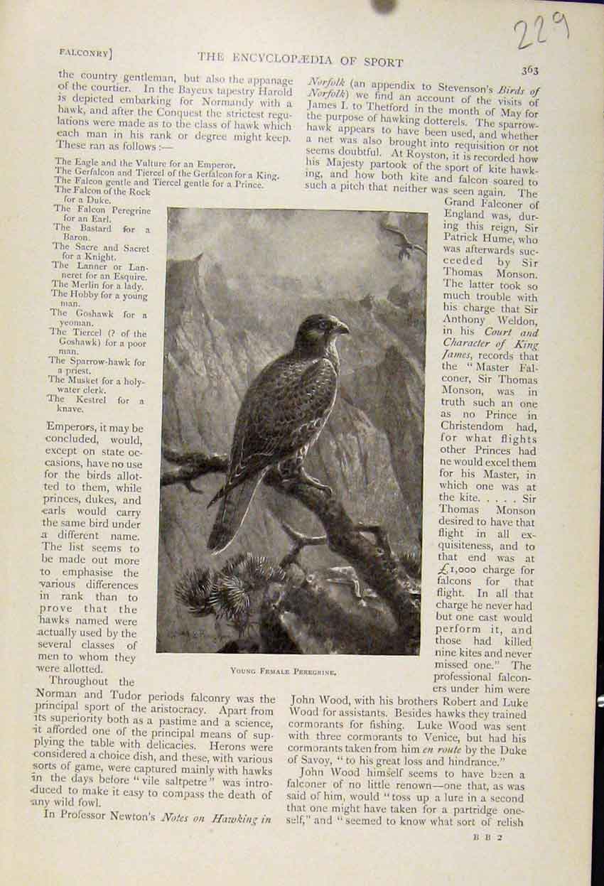 Original Old Antique Print Young Female Peregrine Bird Fine Art 1898 Victorian