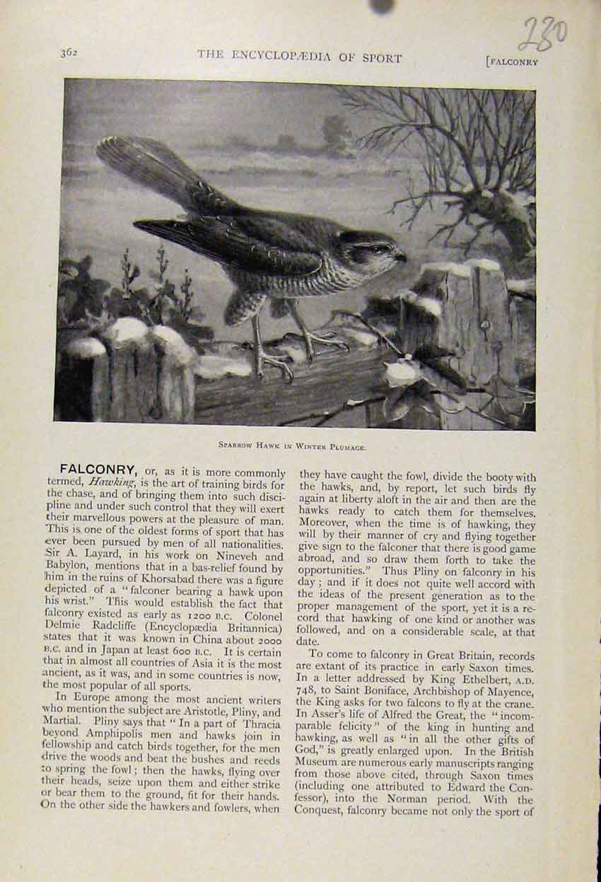 Original Old Antique Print Sparrow Hawk Winter Plumage C1898 Art 19th