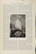 Original Old Antique Print Gerfalcon The Encyclopedia Sport Birds Fine Art 1898